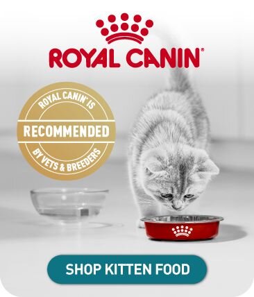Shop Kitten Food 