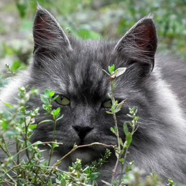 Siberian Cat hiding in bushes outdoors