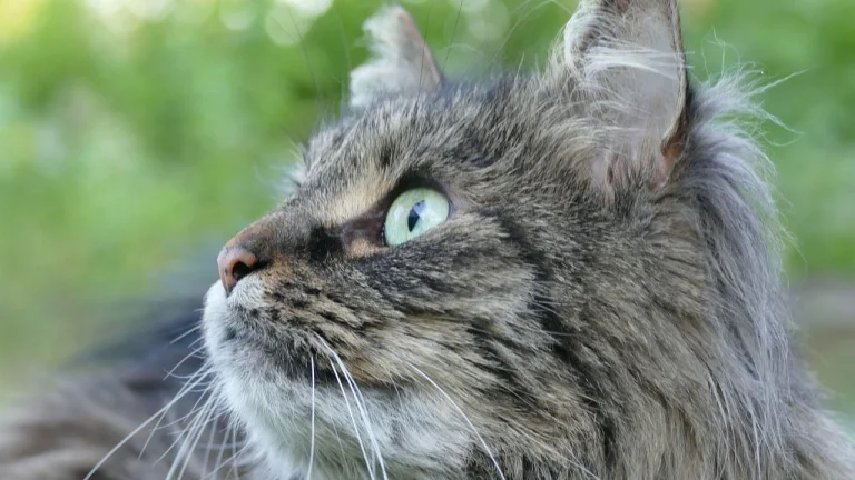 Tortie cat in lying on bed