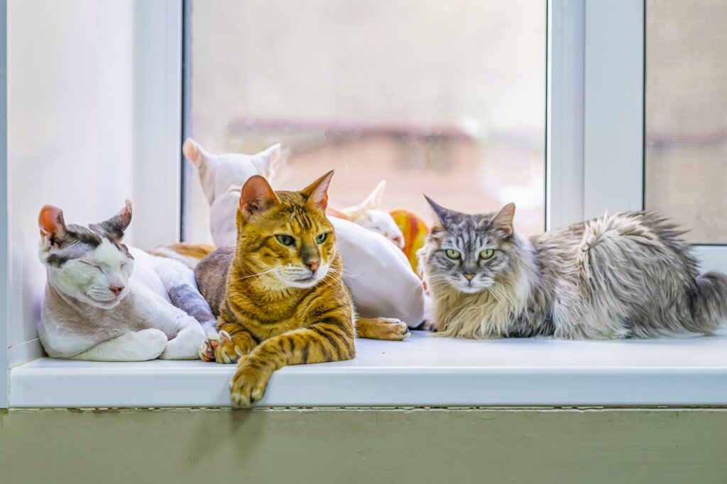 various cat breeds sitting on a window sill