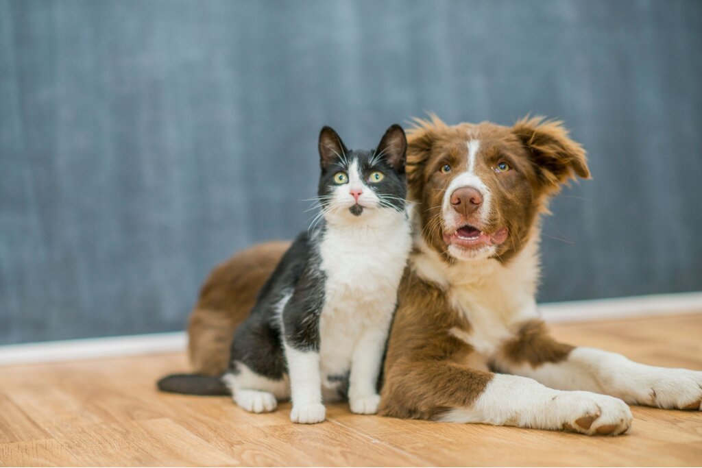 A black and white domestic shorthair cat and a brown and white border collie sitting together