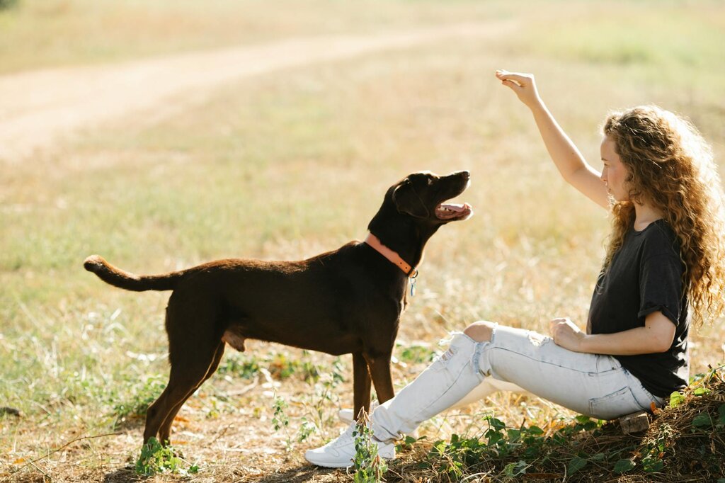 lady holding treat for brown labrador in field