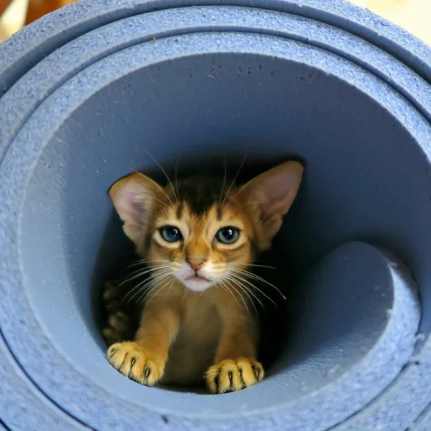 abyssinian kitten playing in rolled up yoga mat