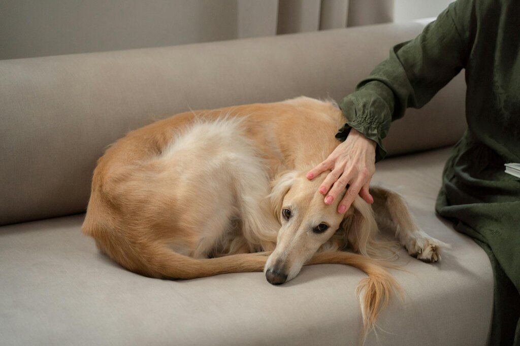 dog on a couch with a human