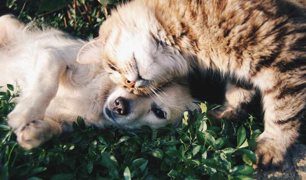 dog and cat cuddling outdoors