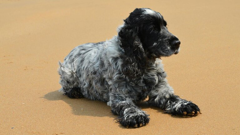 cocker spaniel lying on sand