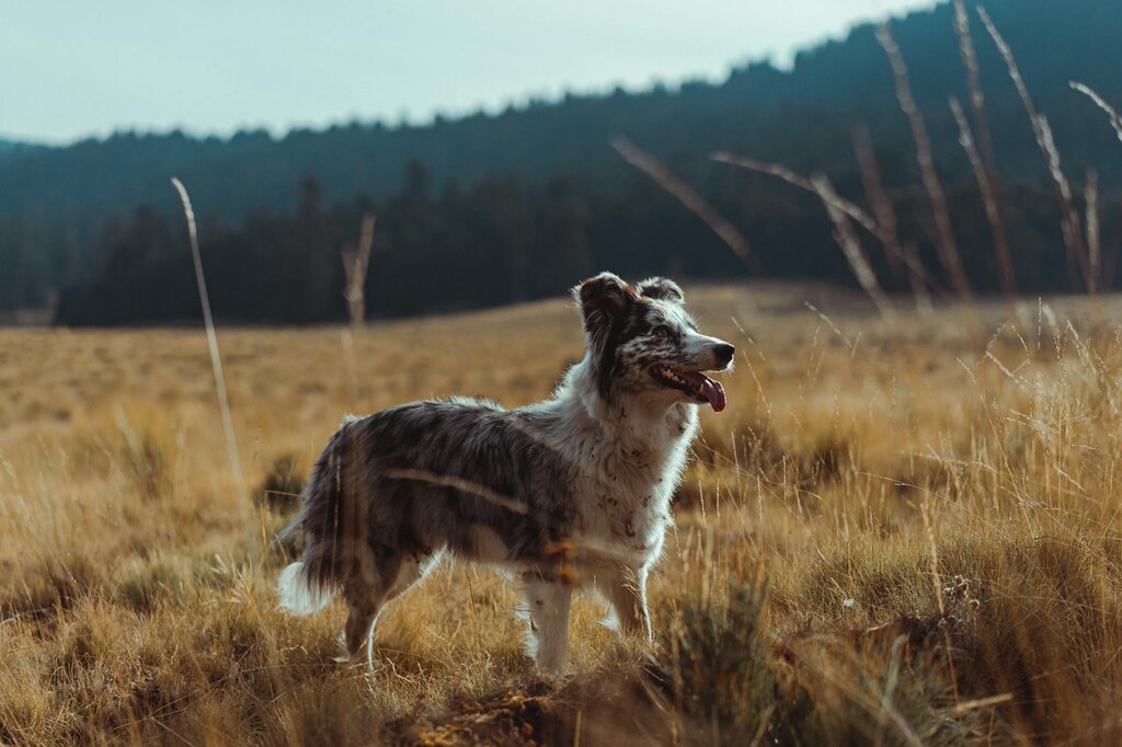 working dog in field