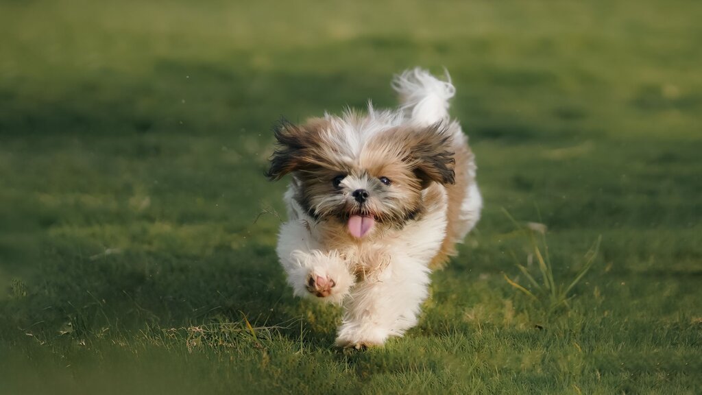a brown and white maltese puppy running in the grass 