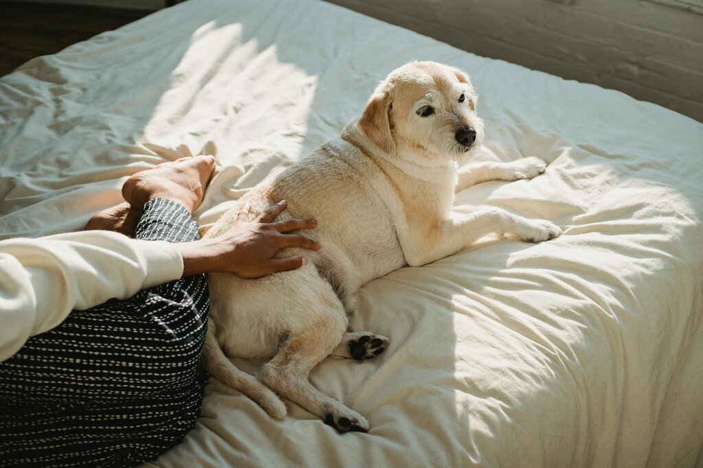 dog lying on bed being patted by owner