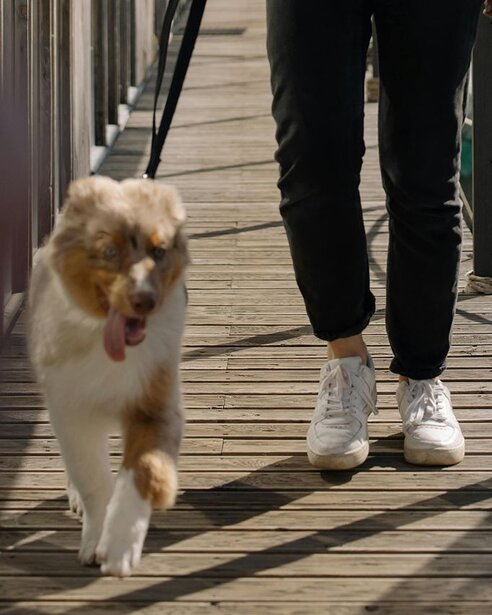 australian-shepherd-on-a-walk