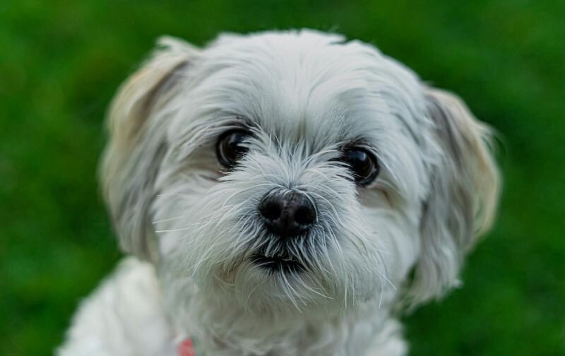 maltese dog looking into camera