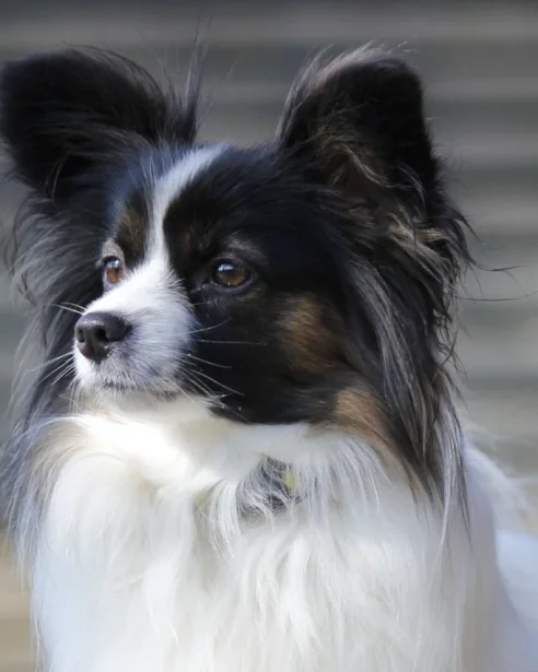 close up of Papillon looking off camera