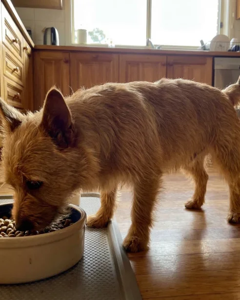 Australian terrier eating food from bowl