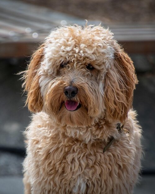 labradoodle