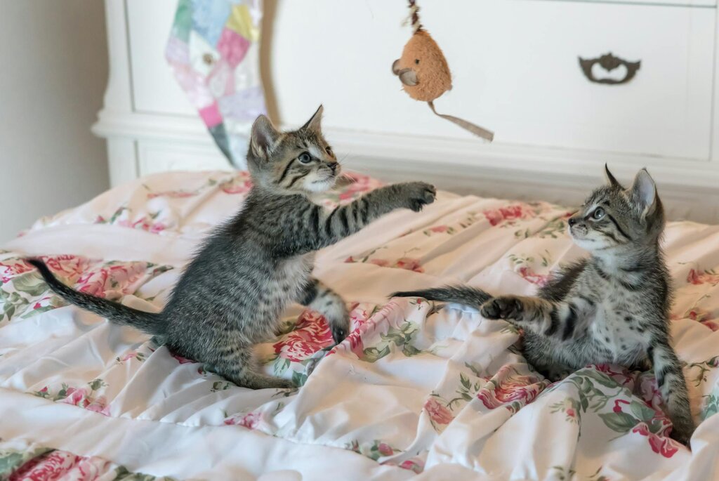 2 kittens playing with teaser toy