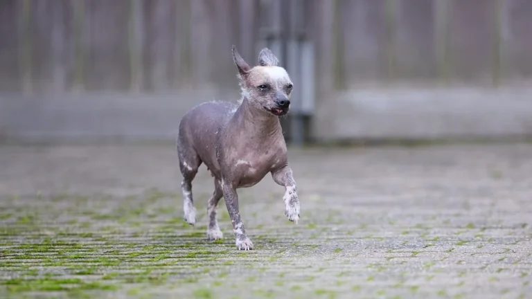 Xoloitzcuintli running along path