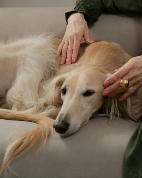 afghan hound lying on sofa with owner