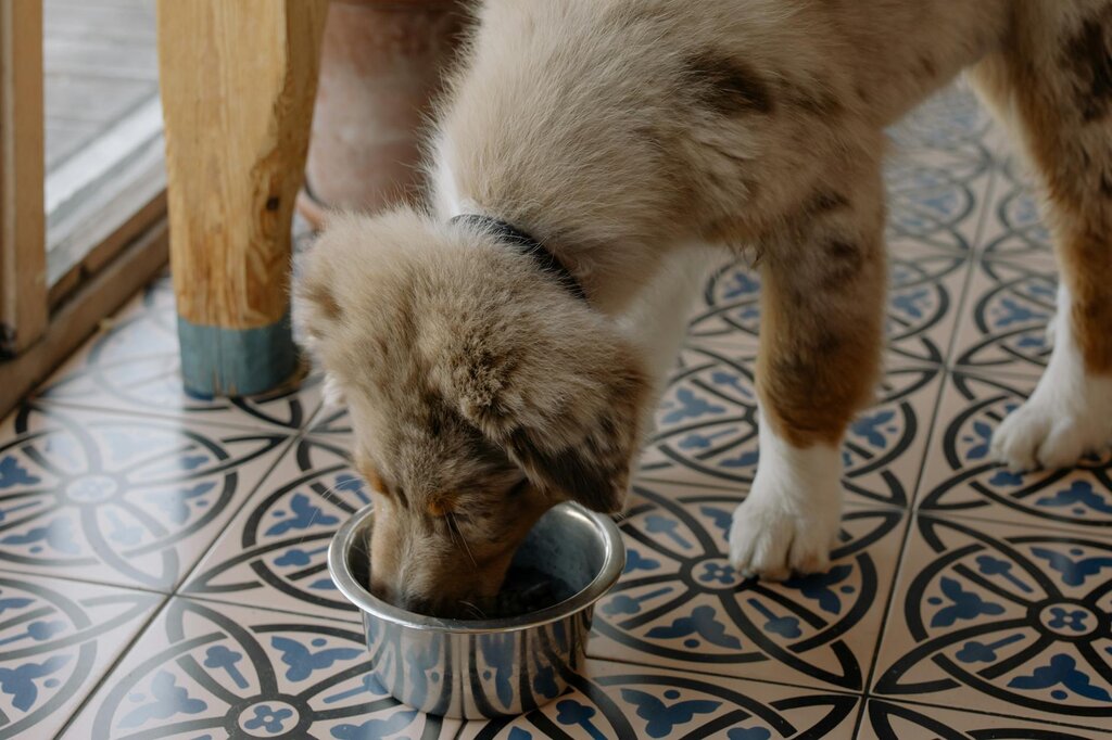 puppy eating from stainless steel bowl on floor