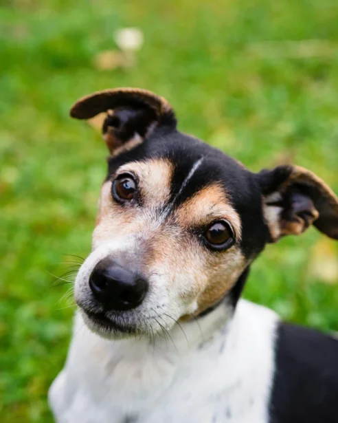 black, tan and white jack russell terrier