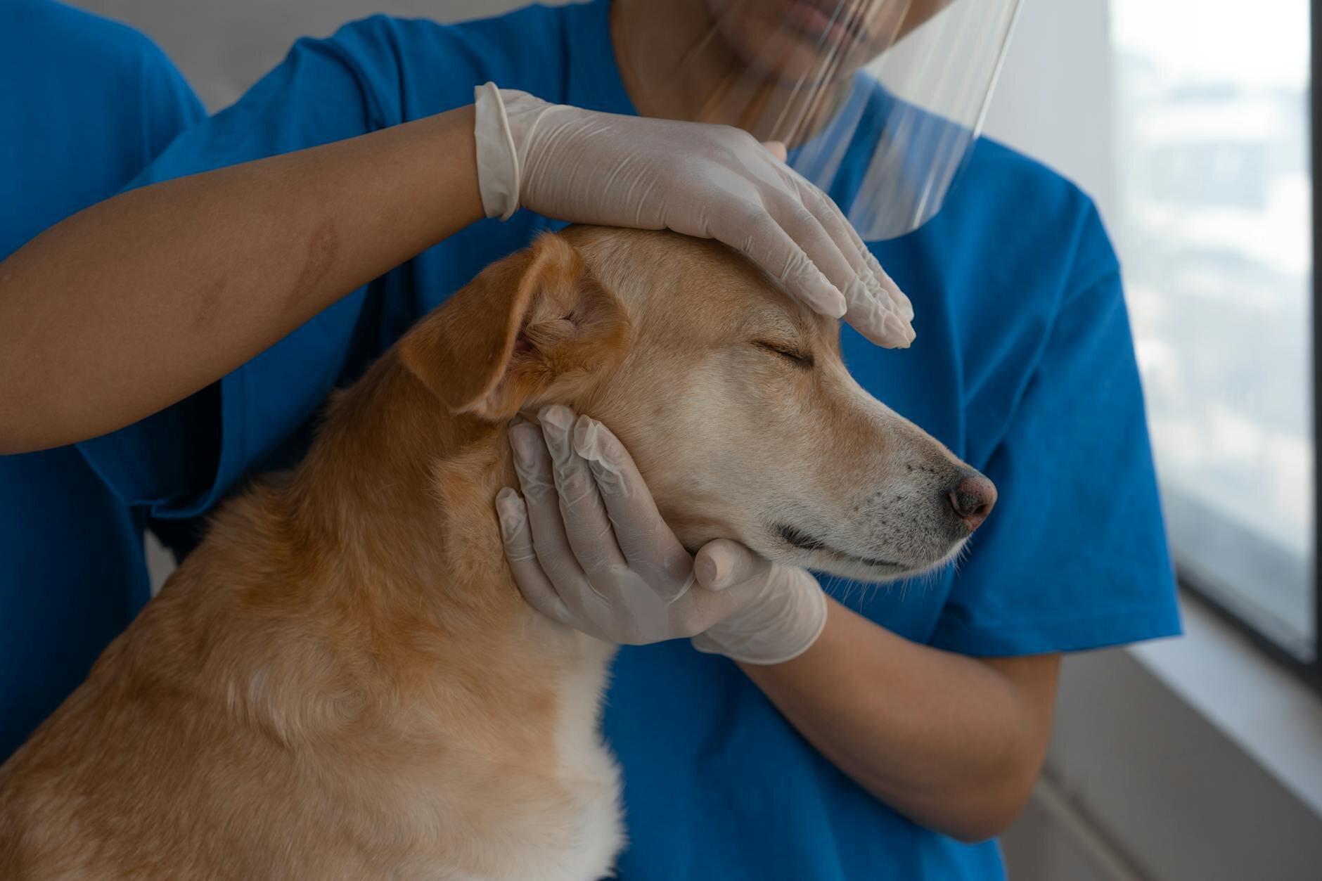 vet patting dog
