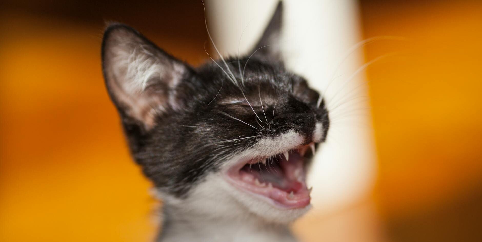 kitten with open mouth and closed eyes