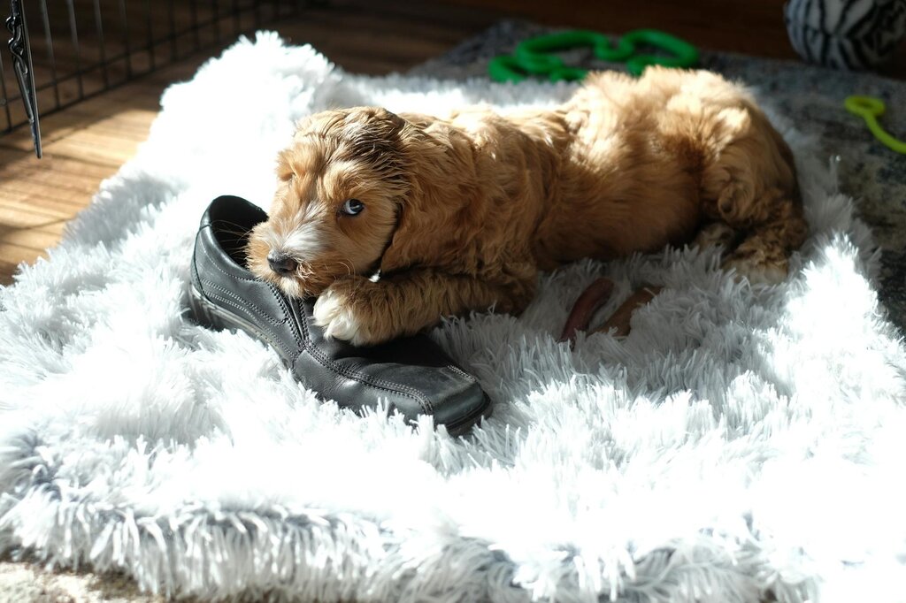 puppy chewing up shoe