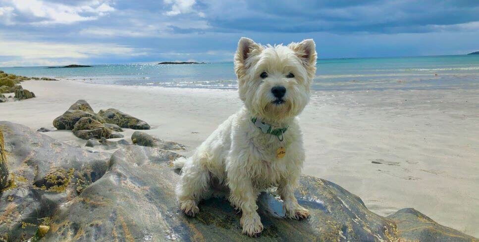 west highland white terrier sitting on rock at beach