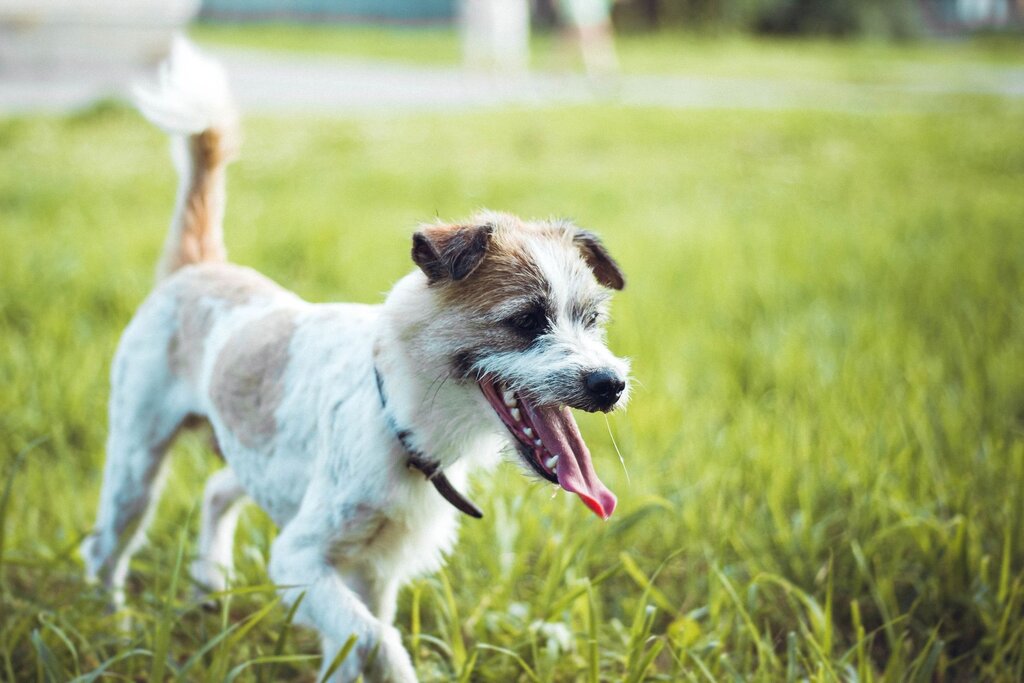 small terrier dog running in the grass 
