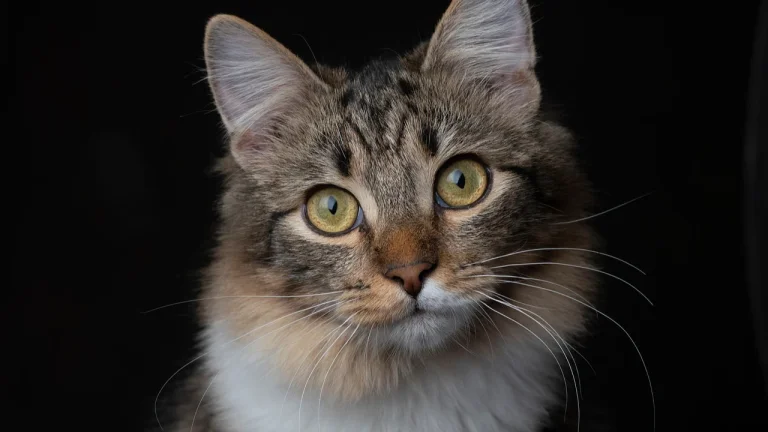 close up of medium hair cat looking at camera