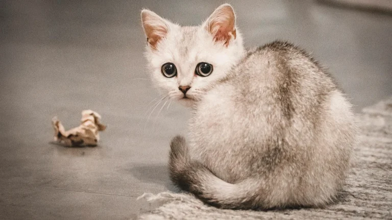burmilla kitten playing with scrunched up paper