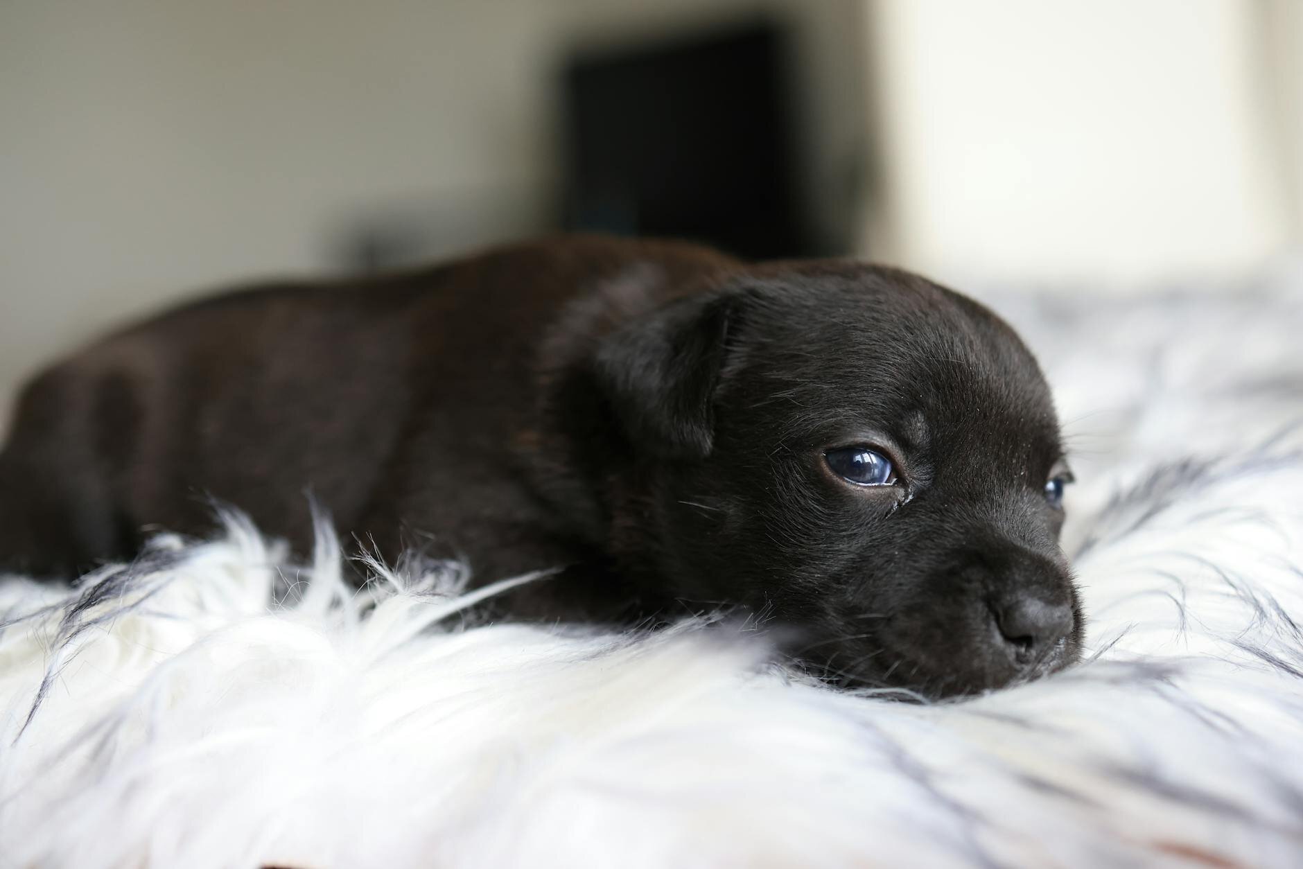 black puppy resting on rug