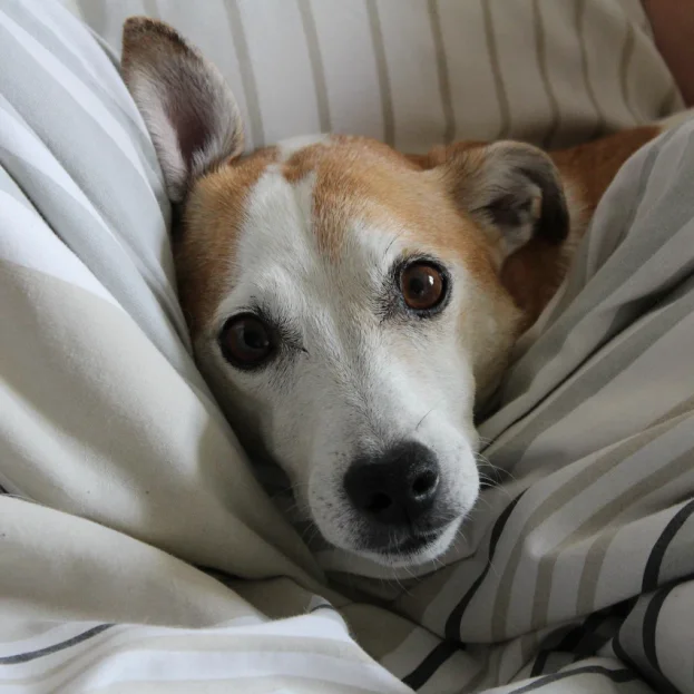 jack russell resting in sheets
