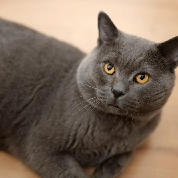 british shorthair lying on floor looking up