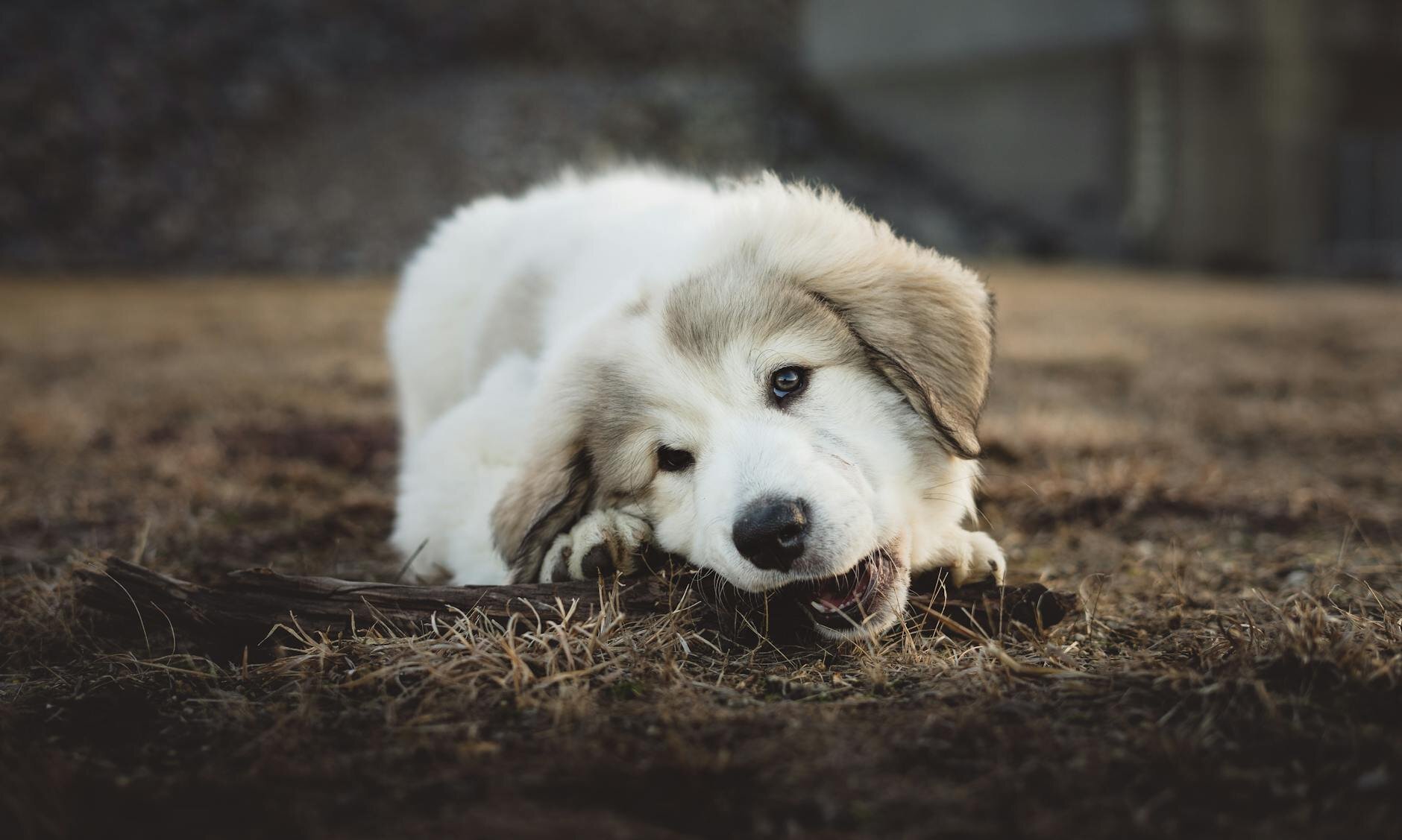 husky puppy chewing on stick