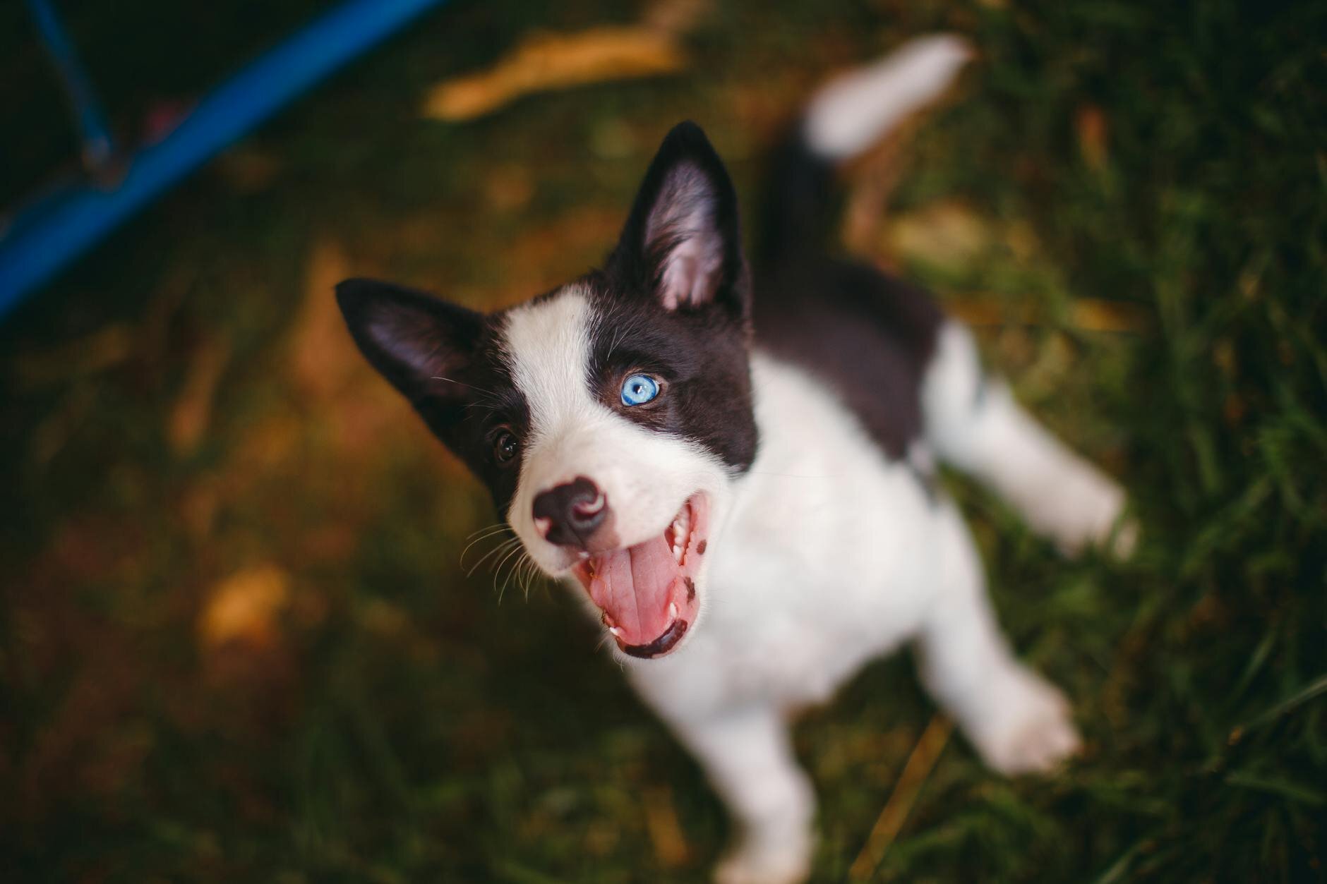puppy with different coloured eyes