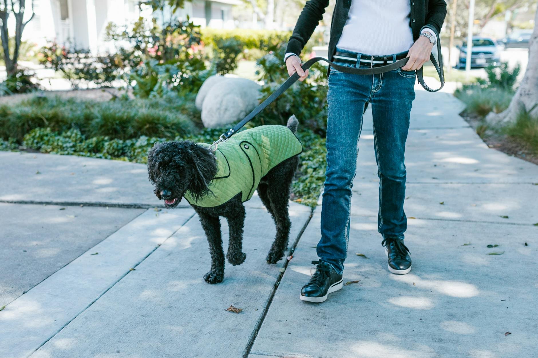 dog wearing green coat walking on lead in city