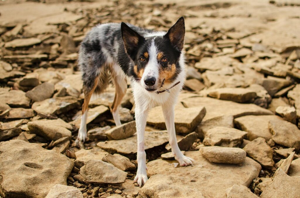 working dog standing on rocks