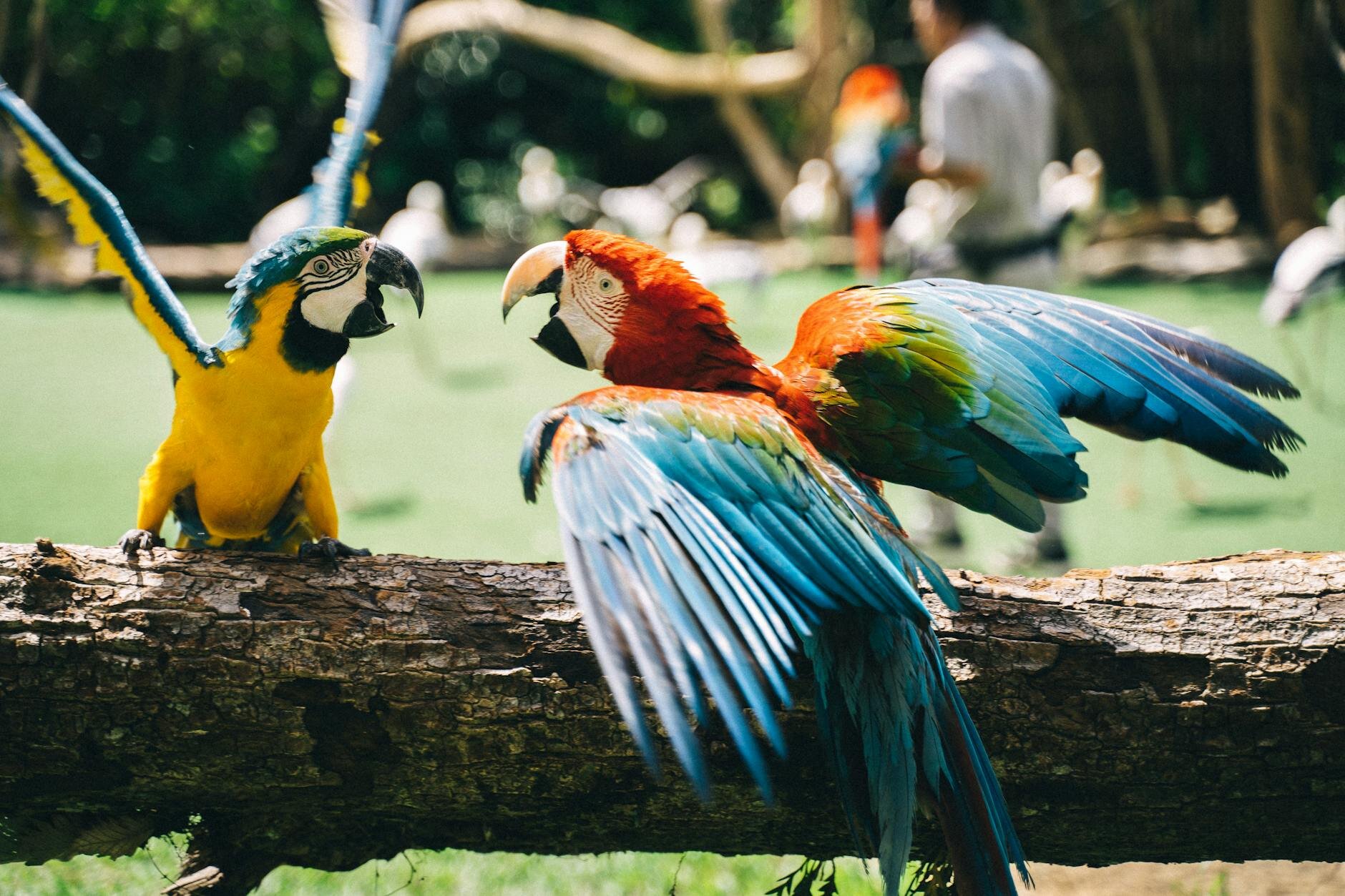 2 macaws fighting