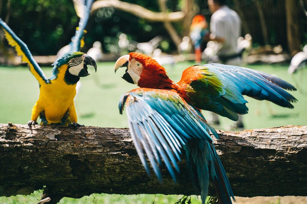 2 macaws fighting
