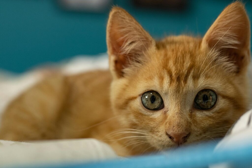 close up of ginger kitten lying in bed
