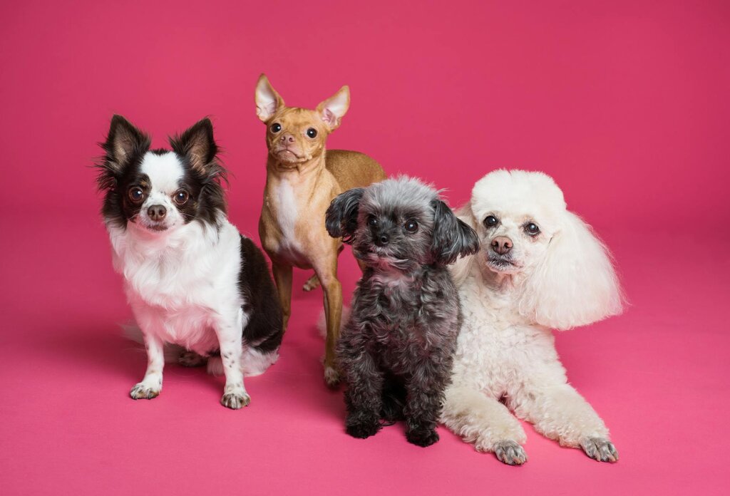 small dogs on pink background
