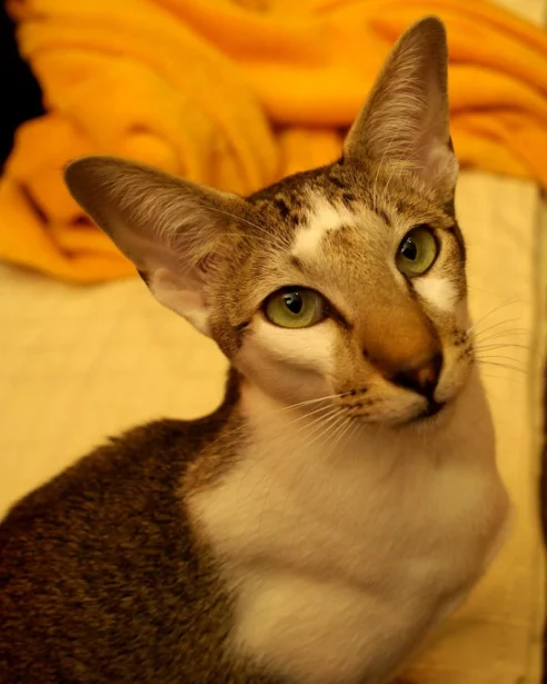 oriental shorthair looking up at camera