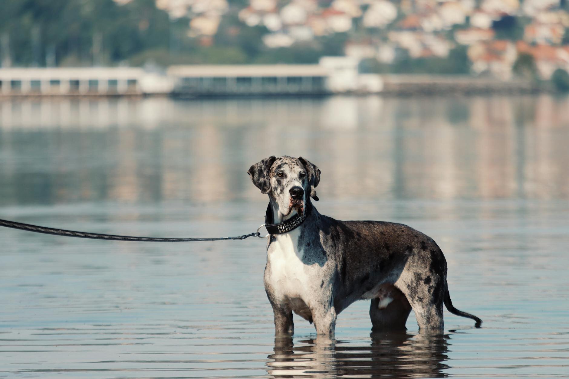 grey/brown and white great dane standing in water looking at something in distance
