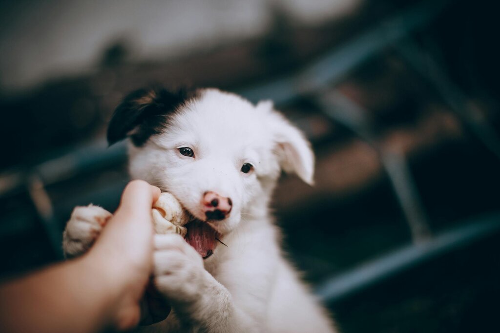 puppy biting chew toy and human fingers