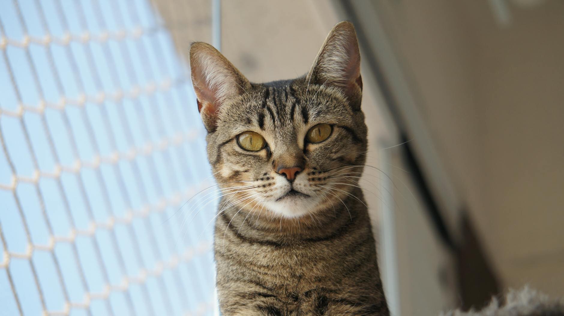 cat looking at camera with cat net in background