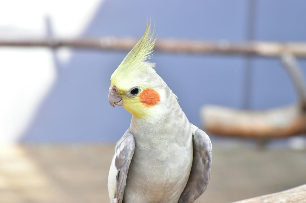 cockatiel