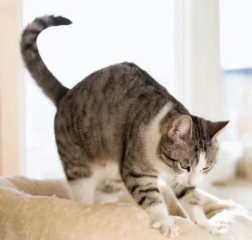 happy cat kneading on bed