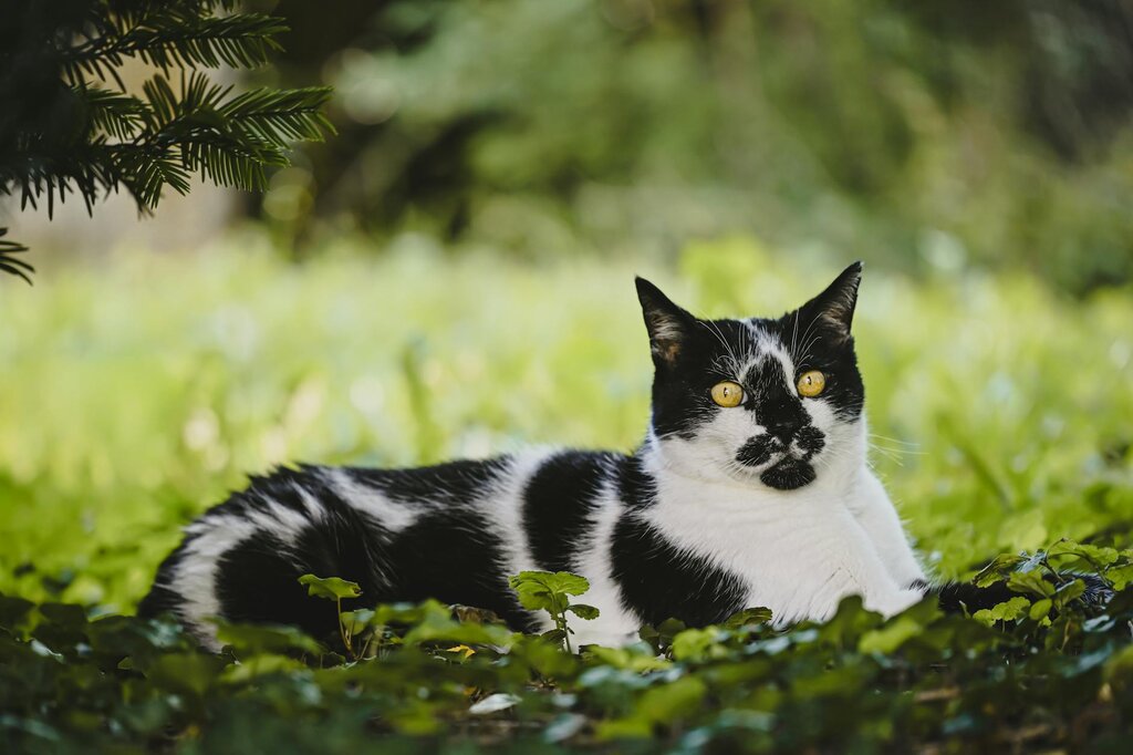 Black and white cat with yellow eyes sitting in green plants