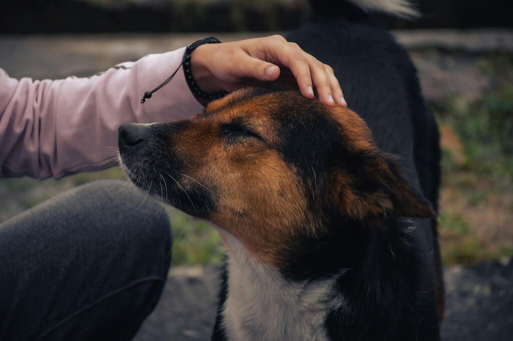 dog being patted on head