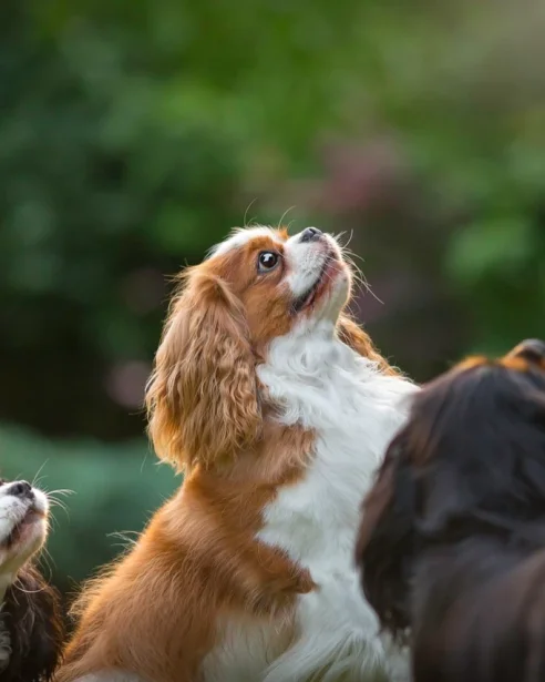 3 cavaliers looking up